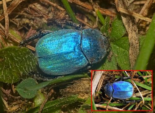 Hoplia coerulea